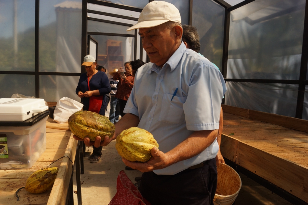 cacao san pedro nonualco 37