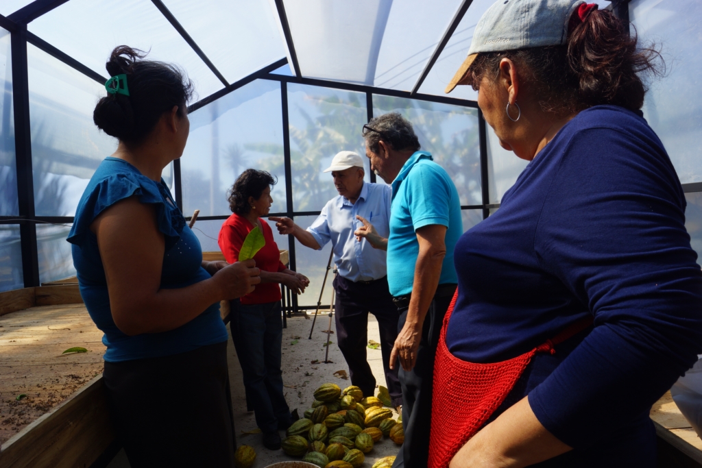 cacao san pedro nonualco 40